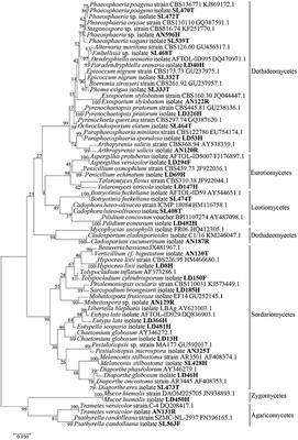 Chemically-Mediated Interactions Between Macroalgae, Their Fungal Endophytes, and Protistan Pathogens